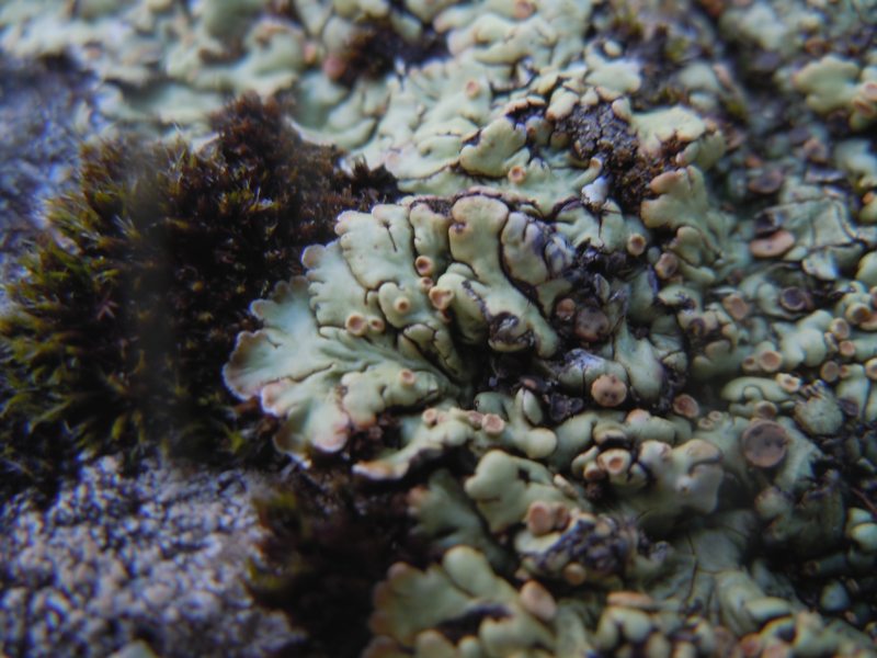 Squamarina  dai Tacchi calcarei dell''Ogliastra